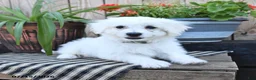 Mixed Breed dogs for sale: Olaf - Ad 2