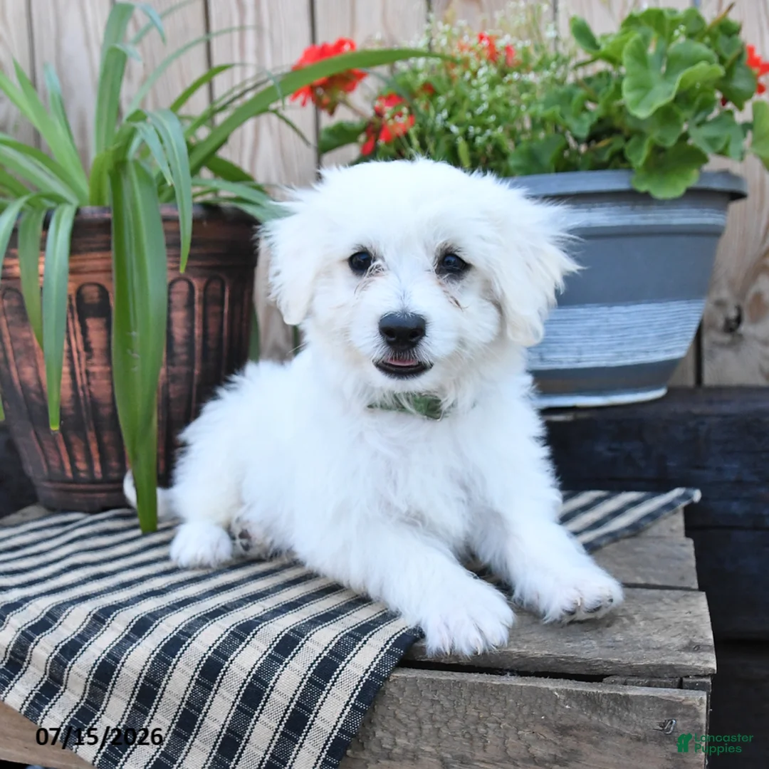 Mixed Breed dogs for sale: Olaf - Ad 2