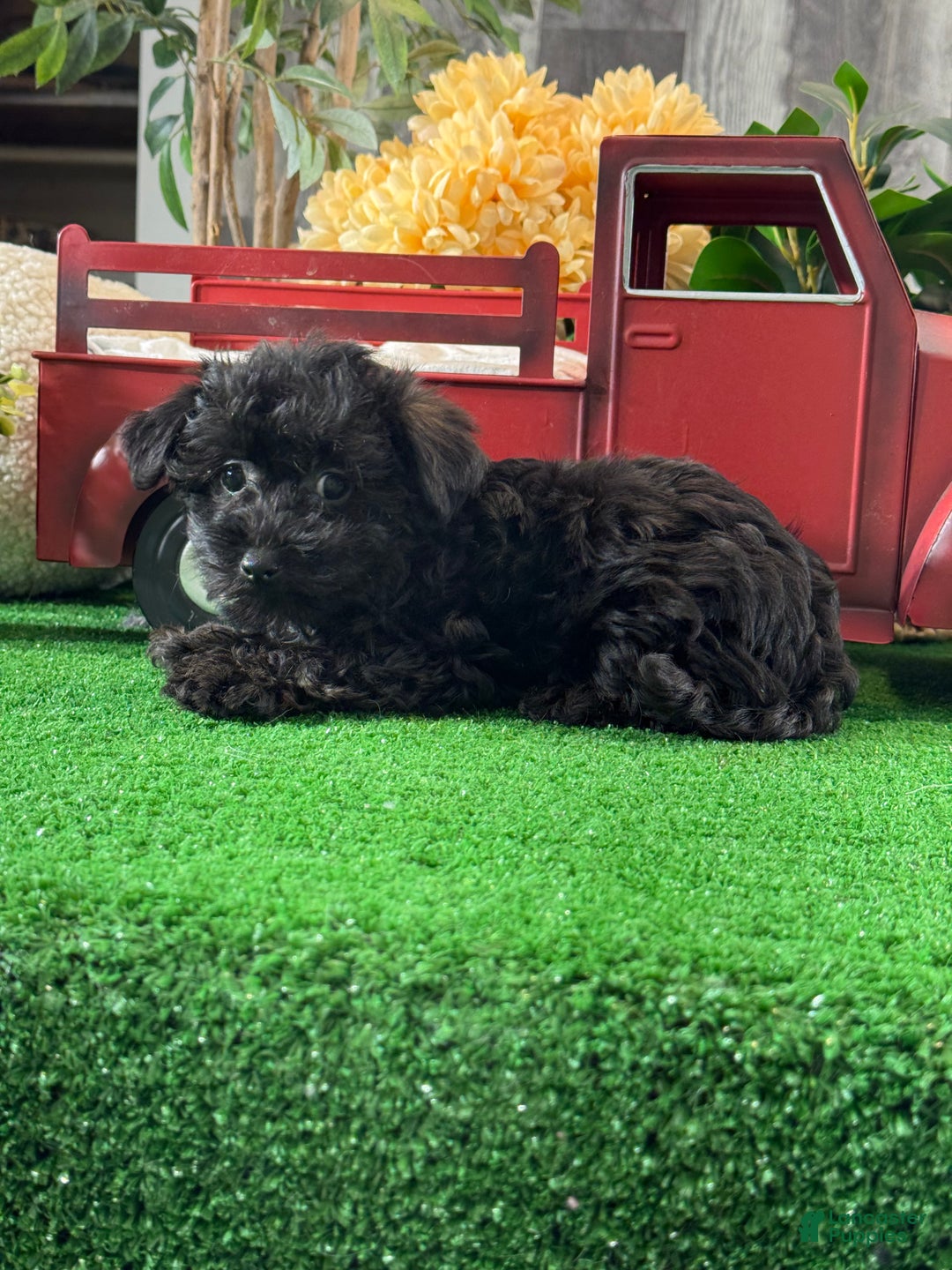 Yorkiepoo dogs for sale: Pansy - Ad 3