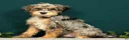 Mini Bernedoodle dogs for sale: Pongo - Ad 4