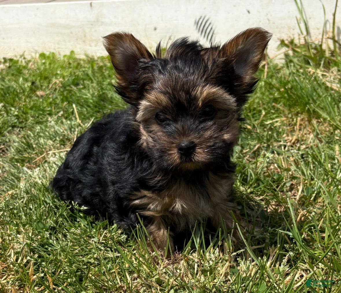 Yorkshire Terrier dogs Yorkshire Terrier Puppy 2 - Ad 2