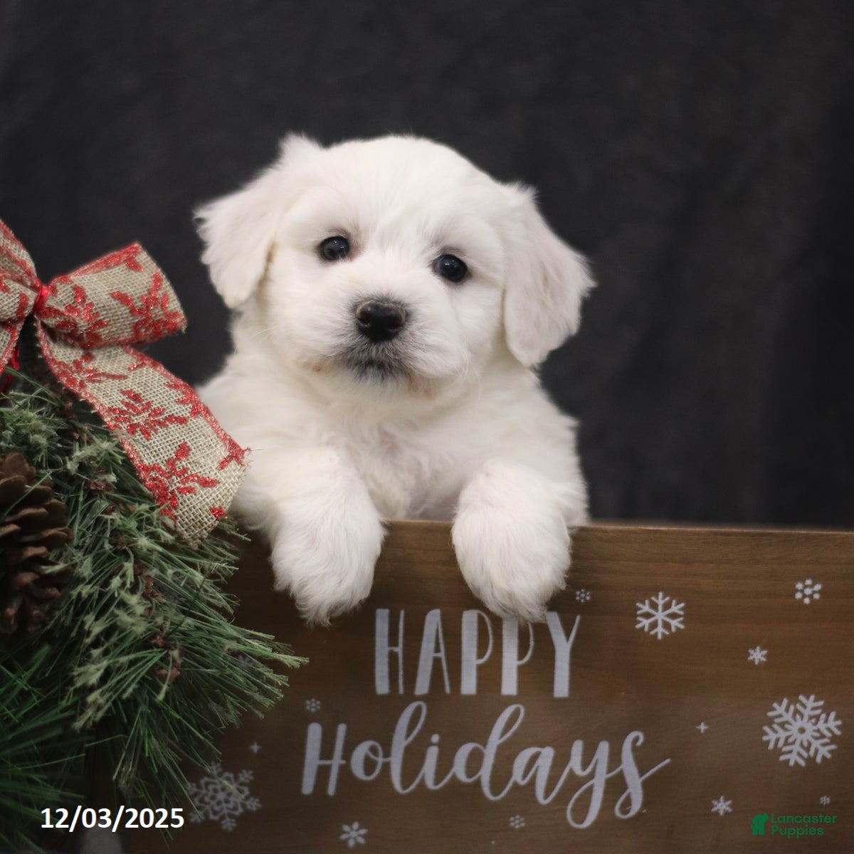 Bichon Frise dogs Jingle  - Ad 37