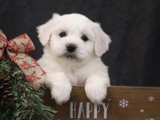 Bichon Frise dogs Jingle - Ad 30
