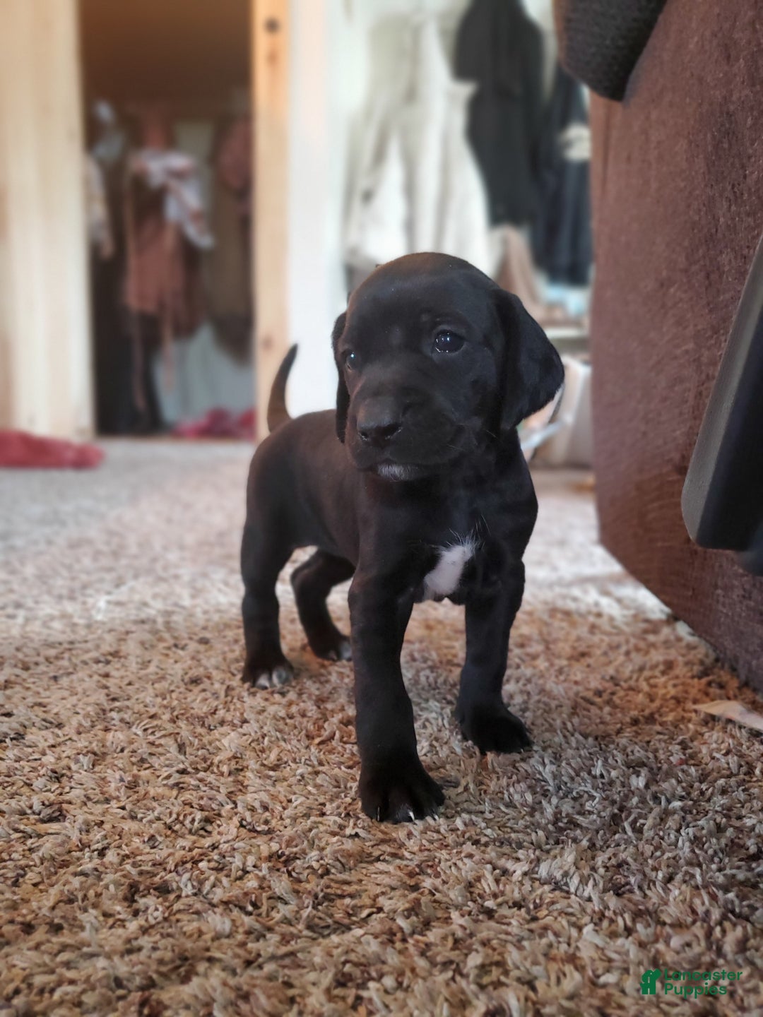 Mixed Breed dogs for sale: Bud - Ad 1