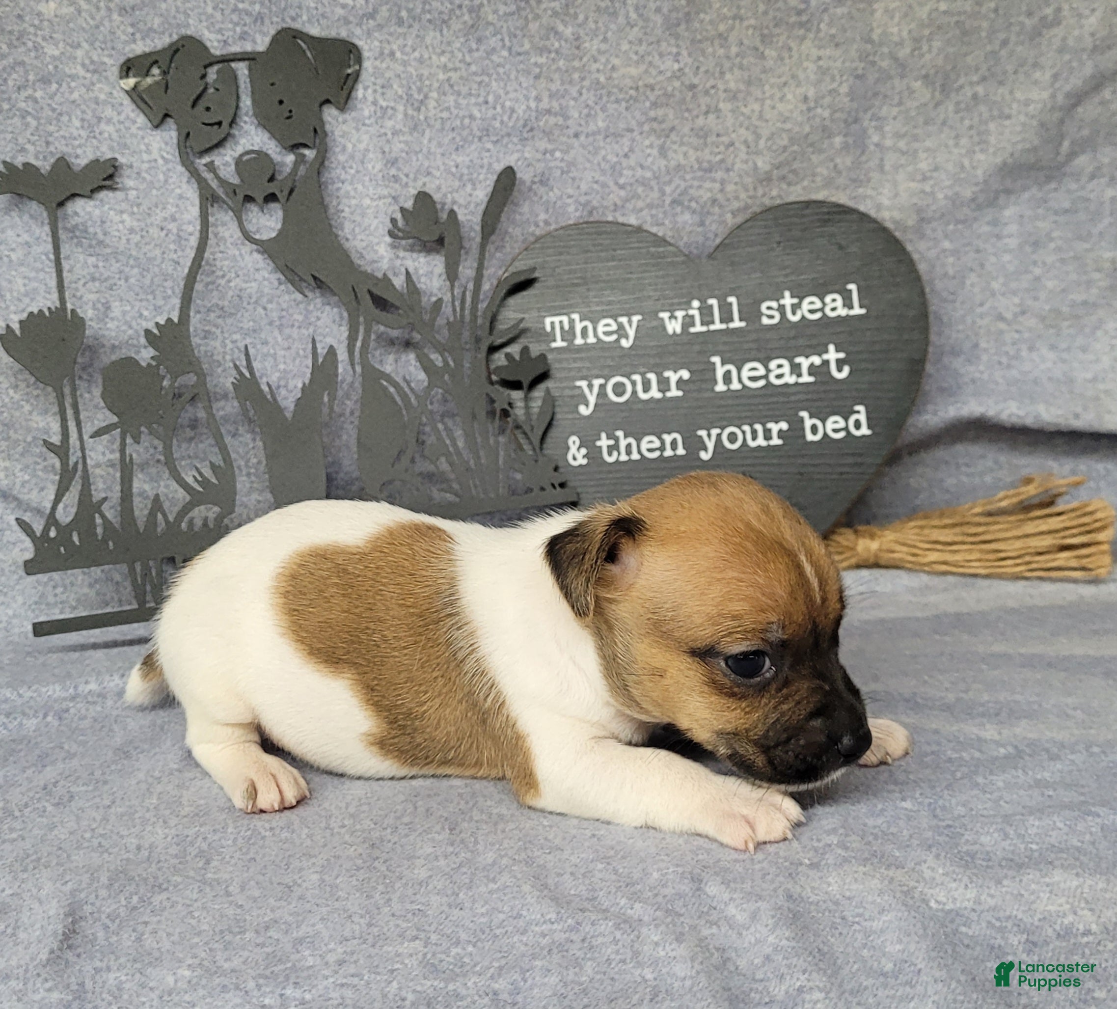 Jack Russell Terrier dogs Jude purebred JRT - Ad 30