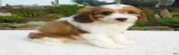 Cavapoo dogs for sale: Ila - Ad 4