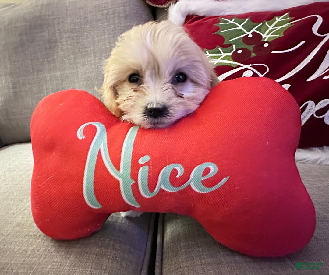 Cavachon dogs for sale: Little Sherri - Ad 4