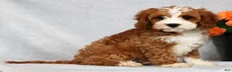 Cavapoo dogs for sale: Eddie - Ad 4
