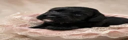 Aussiedoodle dogs for sale: Aussiedoodle 6 - Ad 5