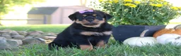 Rottweiler dogs for sale: Mia - Ad 6