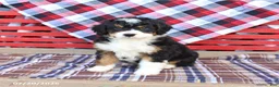 Mini Bernedoodle dogs for sale: Graham - Ad 5