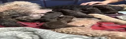 Standard Poodle dogs for sale: Standard Poodle 4 - Ad 3