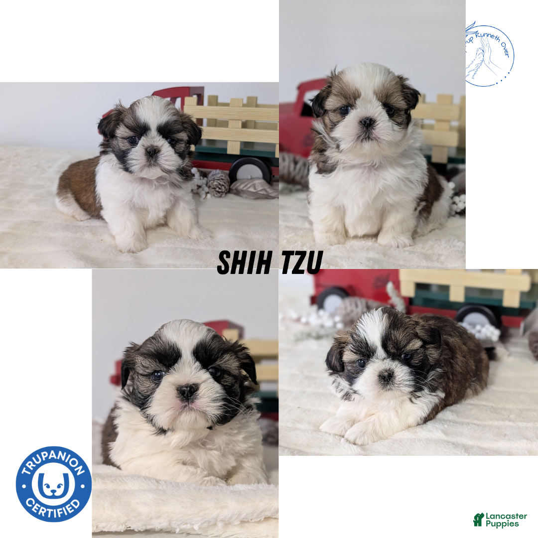 Shih Tzu dogs for sale: Tripp  - Ad 15