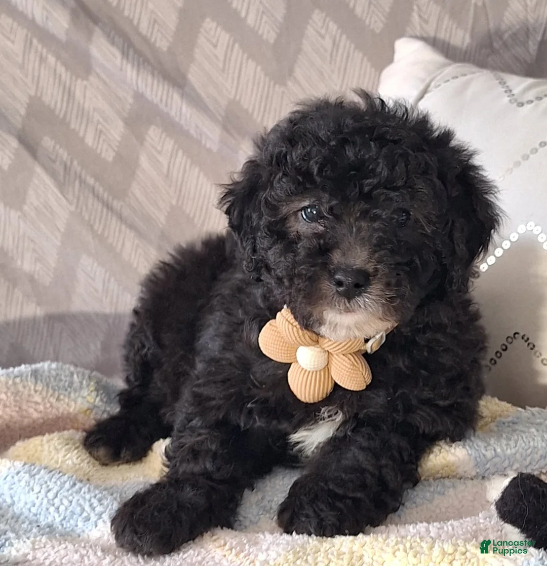 Mini Goldendoodle dogs for sale: Drew - Ad 2