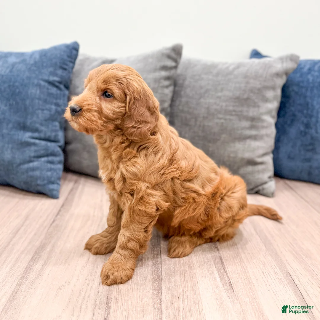 Mini Goldendoodle dogs for sale: Rover - Ad 4