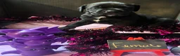 Cane Corso dogs for sale: Cane Corso 5 - Ad 3