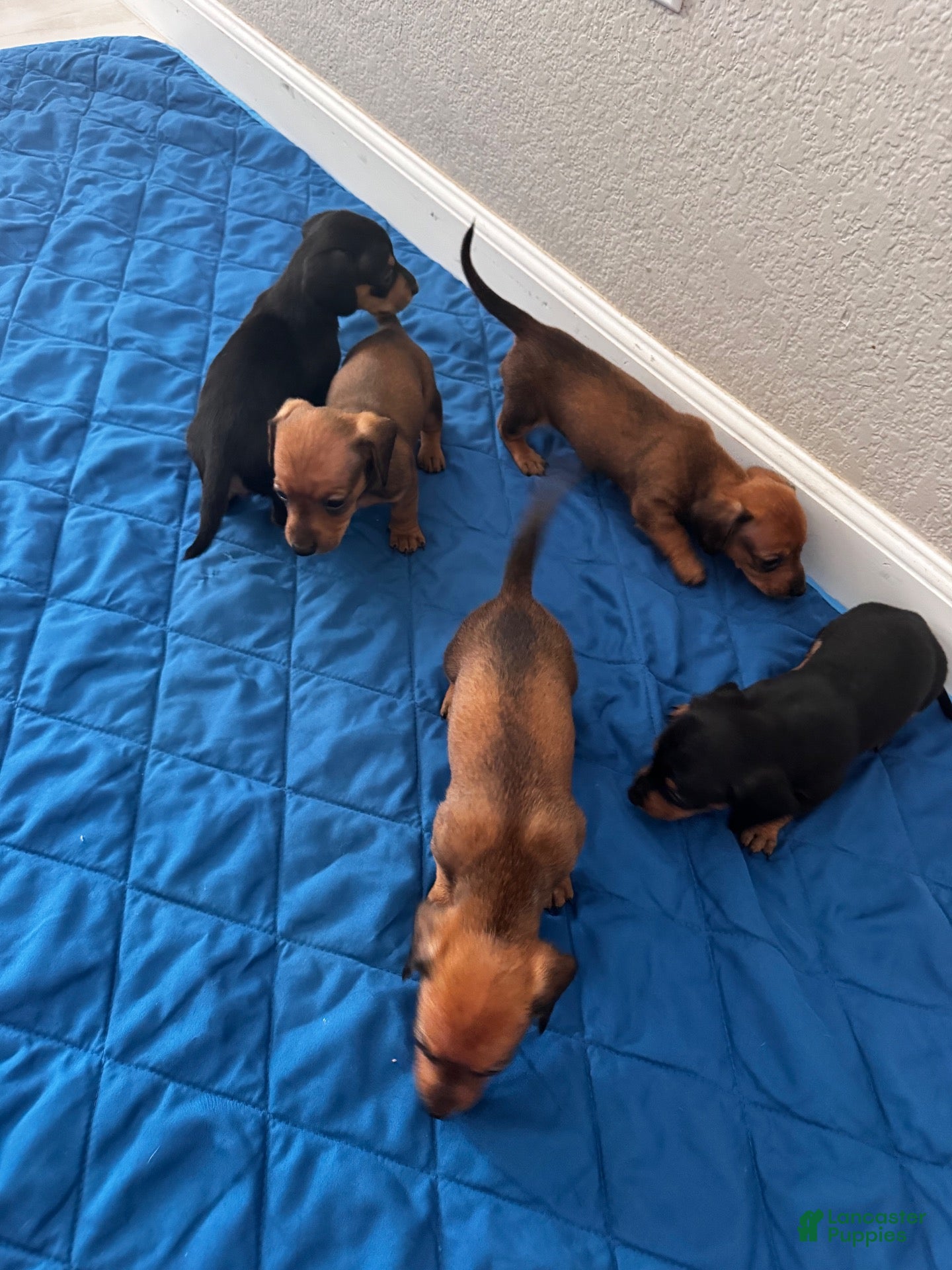 Dachshund dogs Dachshund 4 - Ad 7