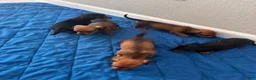 Dachshund dogs for sale: Dachshund 4 - Ad 1