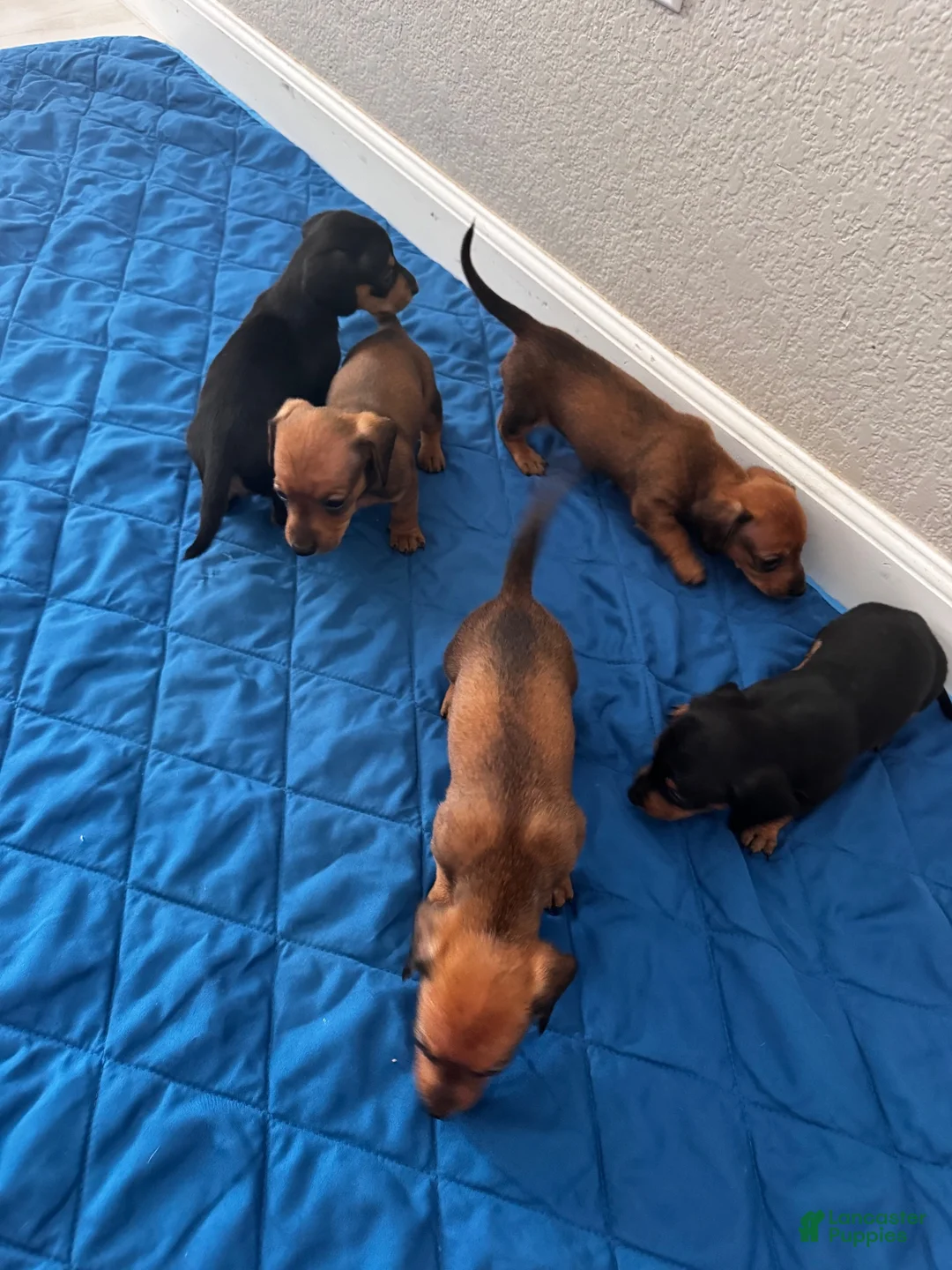 Dachshund dogs for sale: Dachshund 4 - Ad 1
