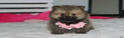 Pomeranian dogs for sale: Zoey - Ad 6