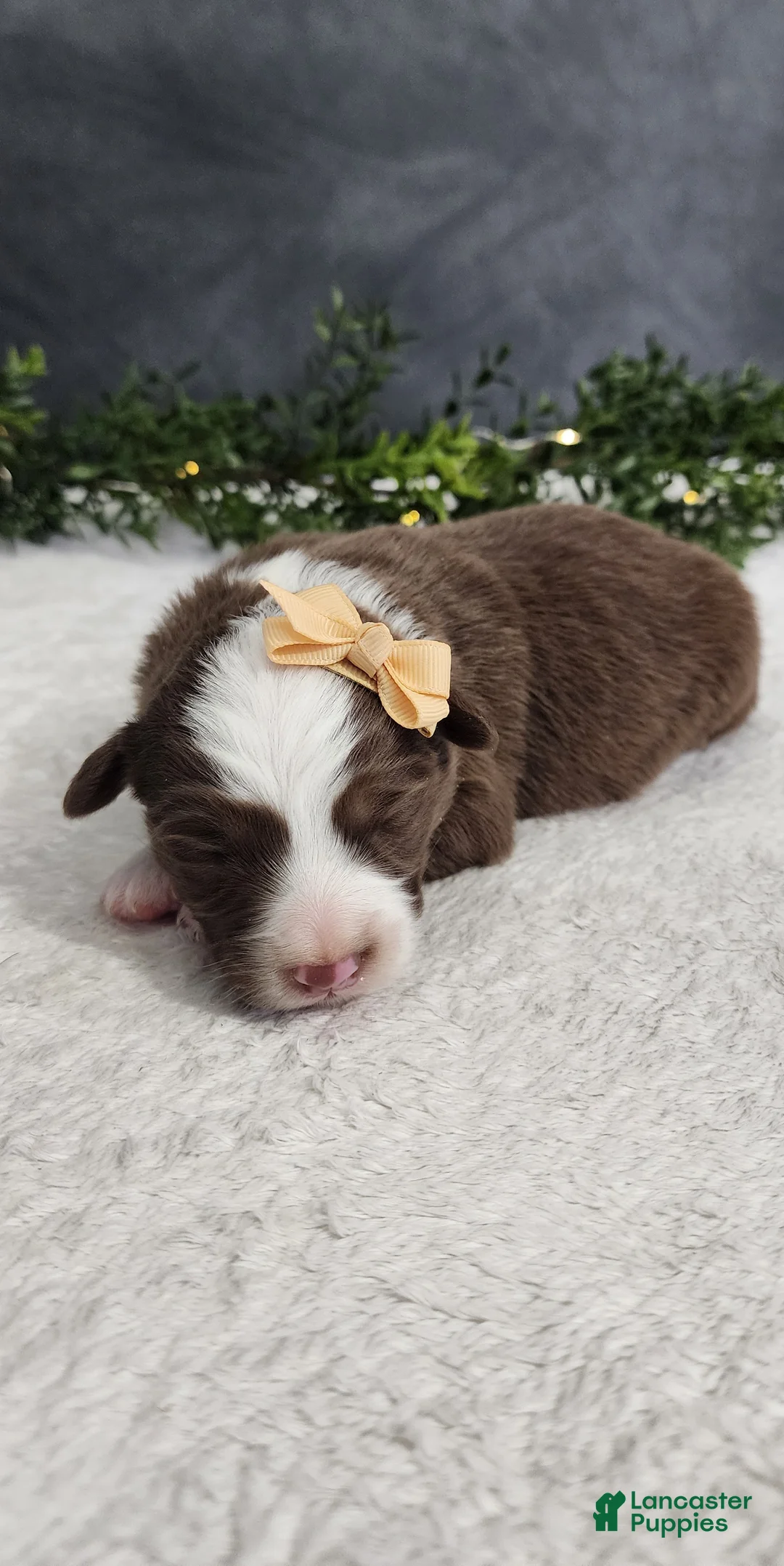 Miniature Australian Shepherd dogs for sale: Kara - Ad 3
