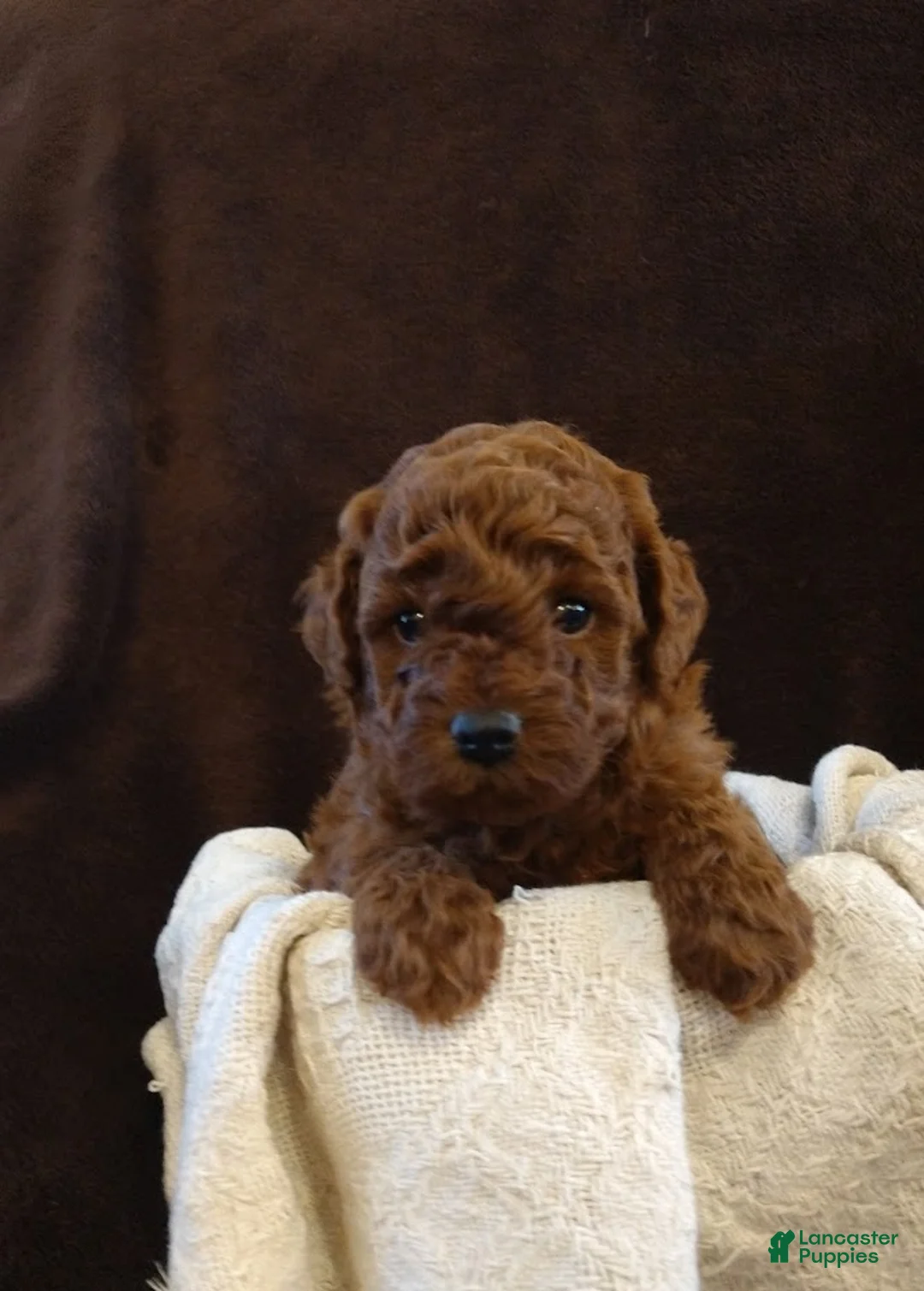 Toy Poodle dogs for sale: mustang - Ad 3