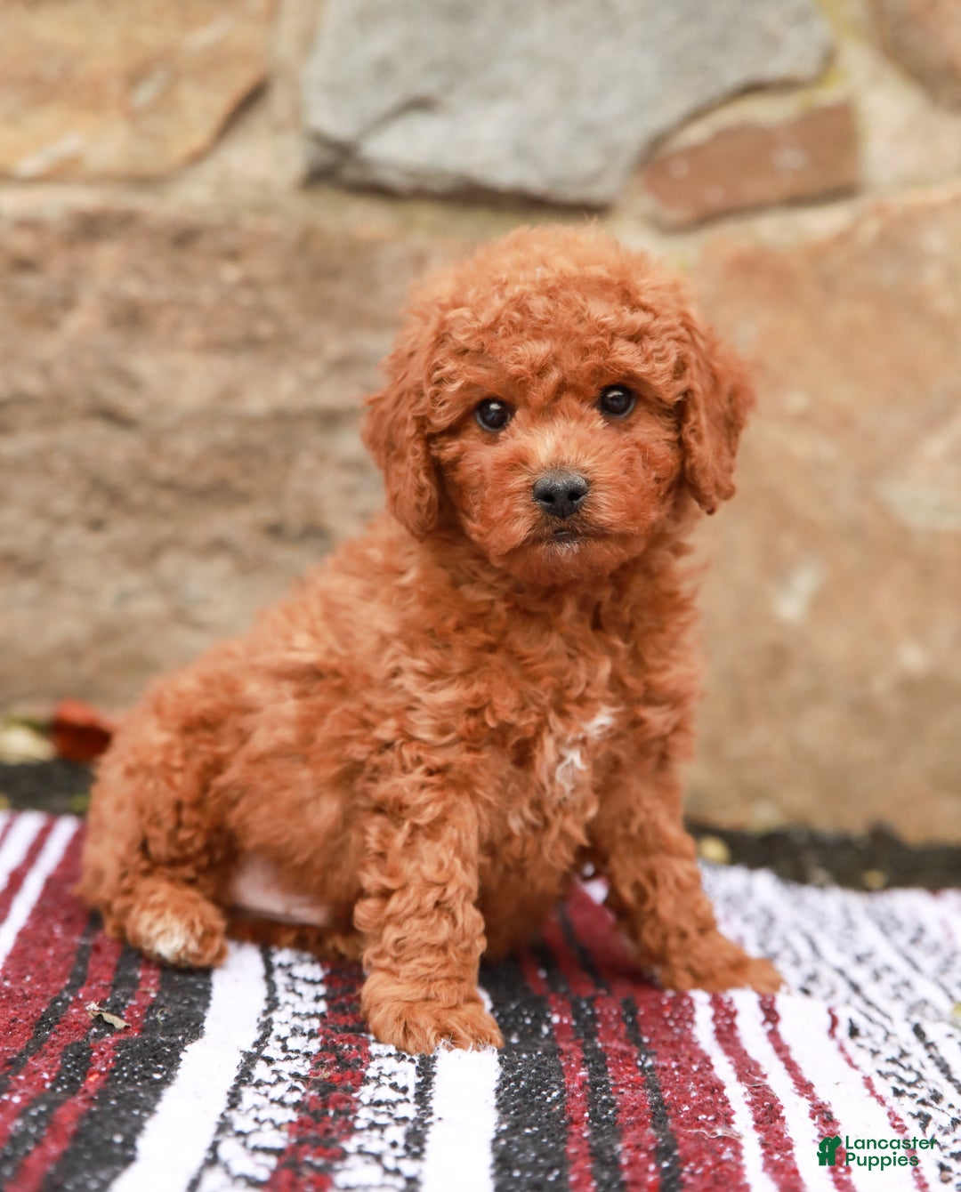 Miniature Labradoodle dogs for sale: Parker - Ad 1