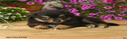Toy Australian Shepherd dogs for sale: Adrian - Ad 4