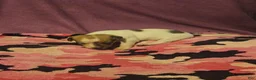 Chihuahua dogs for sale: Diane  - Ad 12