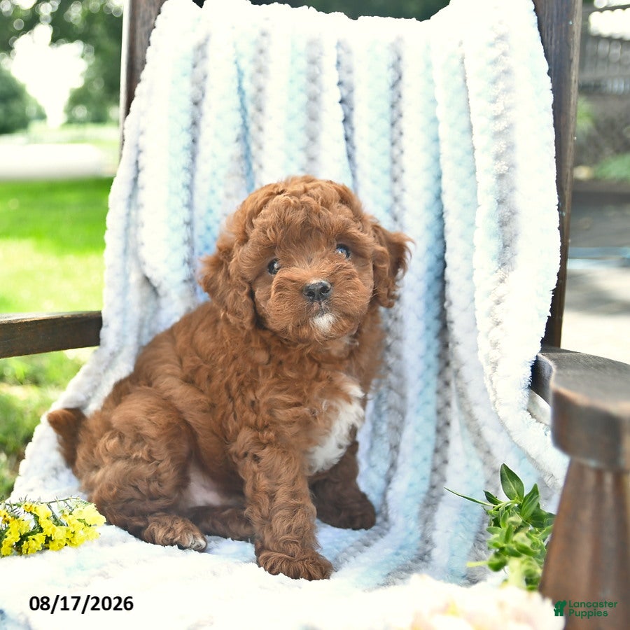 Cavapoo dogs Jasper  - Ad 1