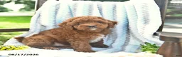 Cavapoo dogs for sale: Jasper  - Ad 1