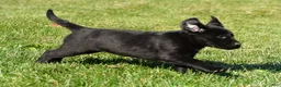 Labrador Retriever dogs for sale: Lacey - Ad 6