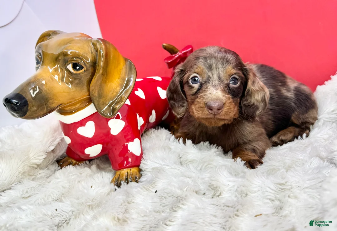 Miniature Dachshund dogs for sale: Chocolate dapple Russian Akc  - Ad 1