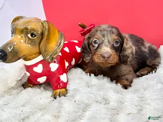 Miniature Dachshund dogs Chocolate dapple Russian Akc - Ad 13