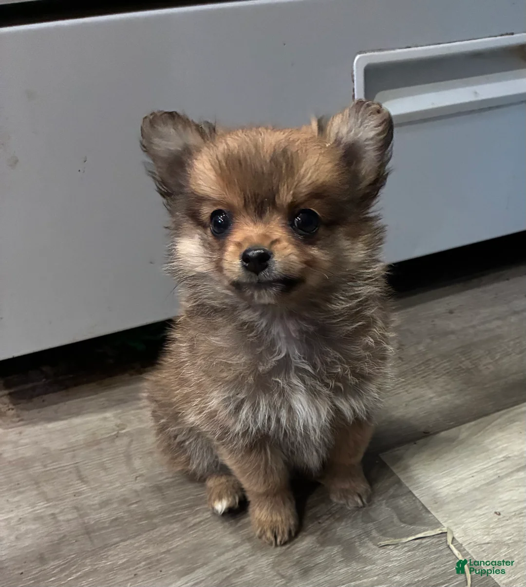Mixed Breed dogs for sale: Bear - Ad 2