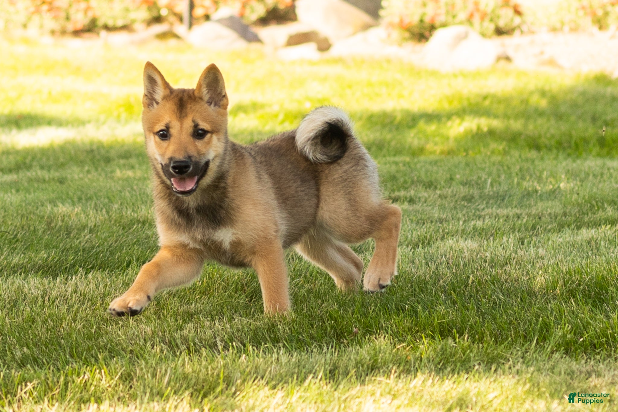 Shiba Inu dogs Brent  - Ad 8