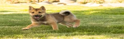 Shiba Inu dogs for sale: Brent  - Ad 1