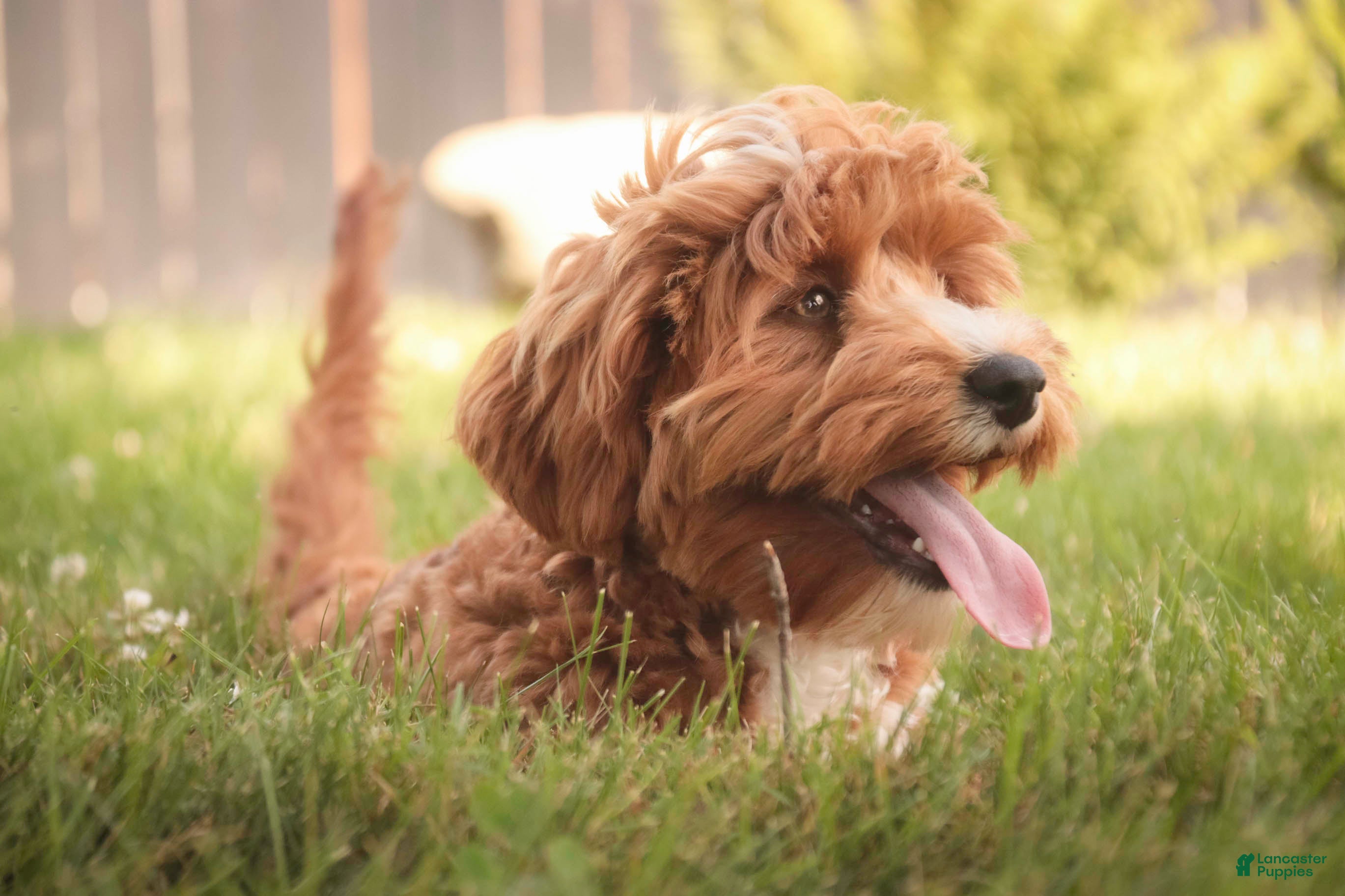 Cavapoo dogs Herbie - Ad 2