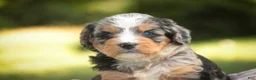 Mini Bernedoodle dogs for sale: Misha Mini Bernedoodle  - Ad 9