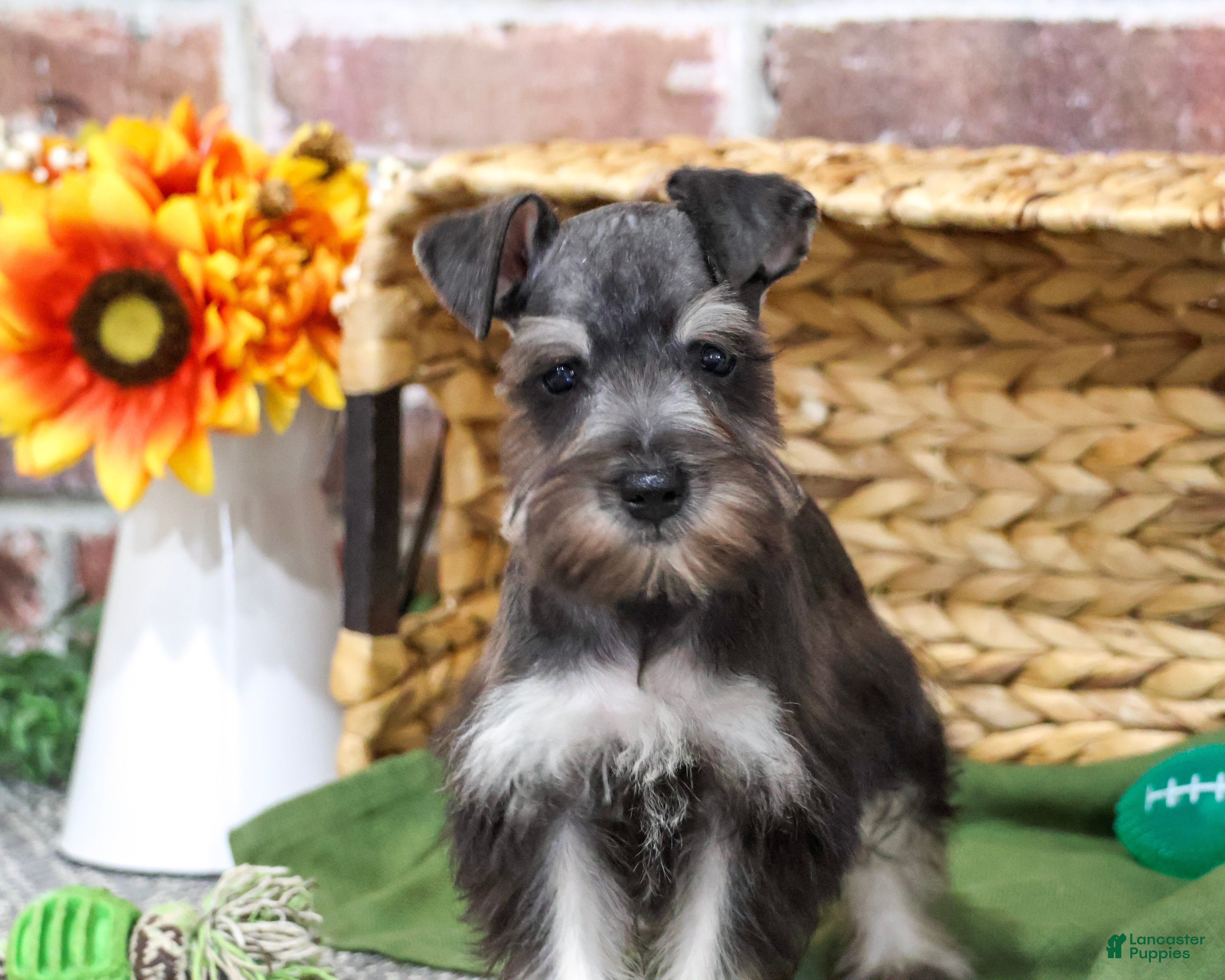 Miniature Schnauzer dogs for sale: Denver - Ad 2