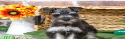 Miniature Schnauzer dogs for sale: Denver - Ad 2