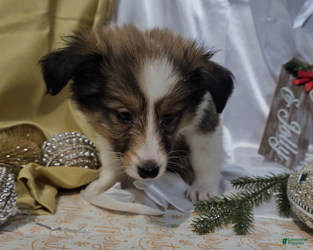 Shetland Sheepdog dogs for sale: Holly - Ad 2
