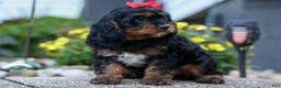 Cavapoo dogs for sale: Wilson 🐾 - Ad 6