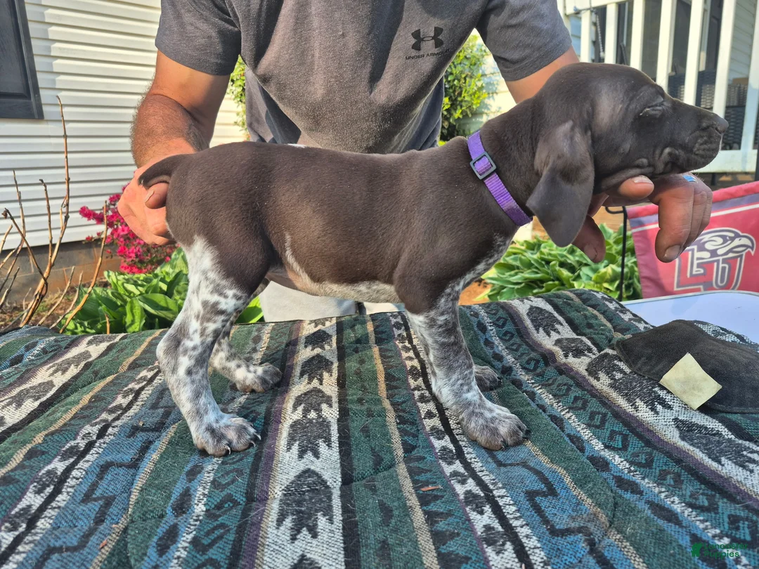 German Shorthaired Pointer dogs for sale: German Shorthaired Pointer Puppy 1 - Ad 1