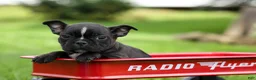 Frenchton dogs for sale: BUDDY - Ad 17