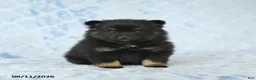Pomeranian dogs for sale: Dexter - Ad 4