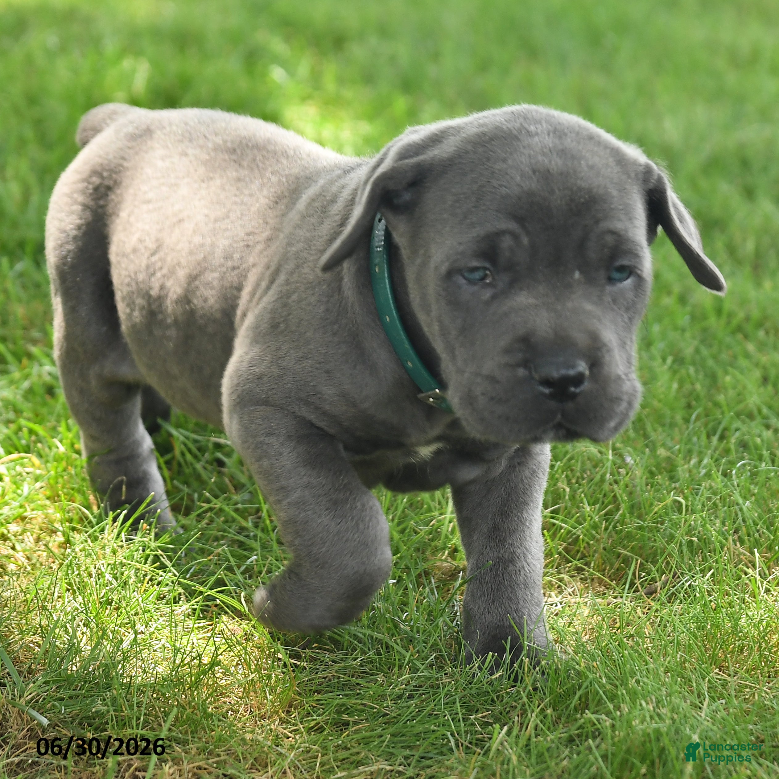 Cane Corso dogs Rancho - Ad 2