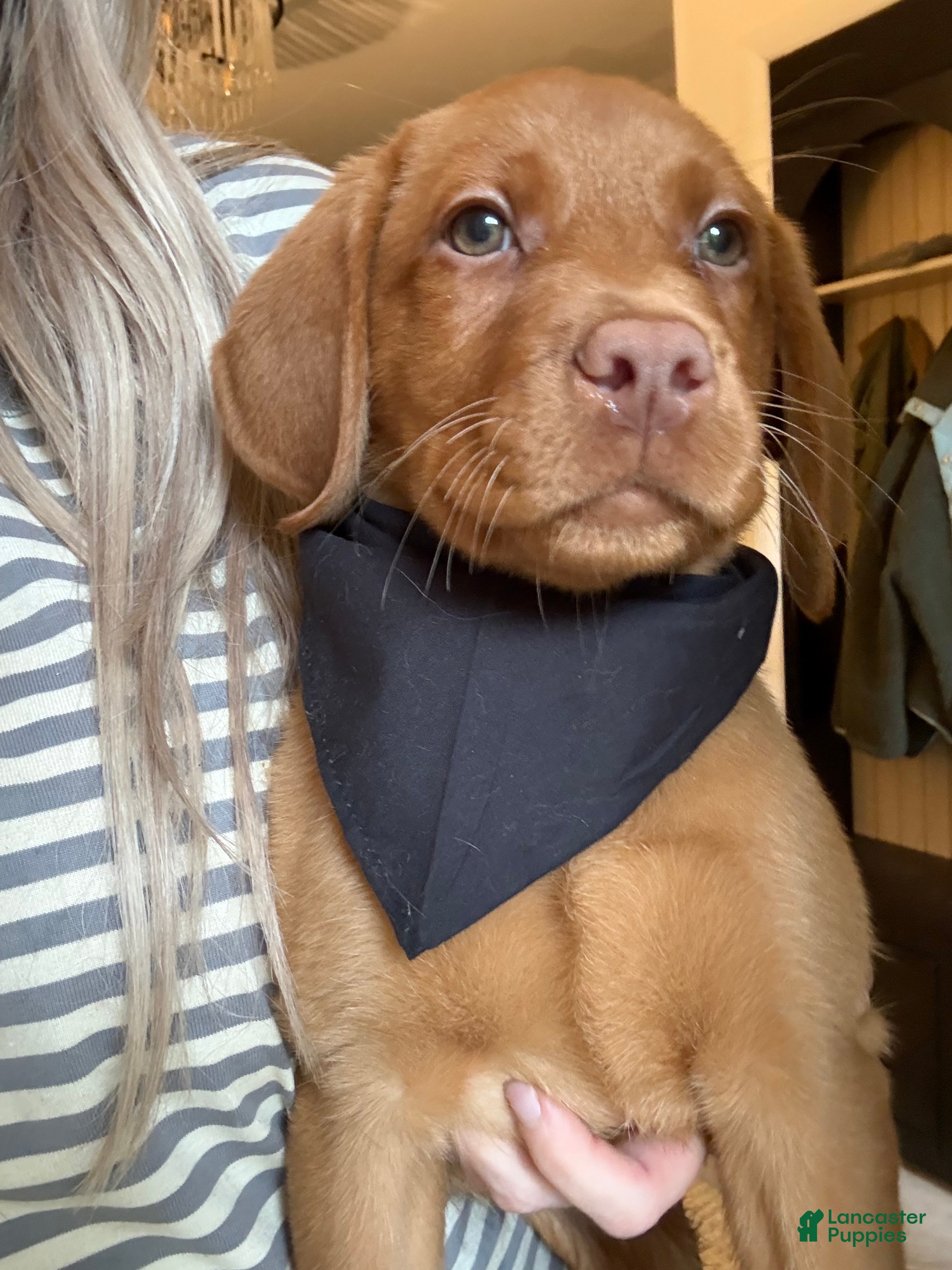 Labrador Retriever dogs Black Collar Fox Red Lab Puppy - Ad 2