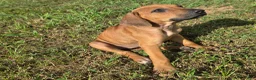 Rhodesian Ridgeback dogs for sale: Pink Girl - Ad 2