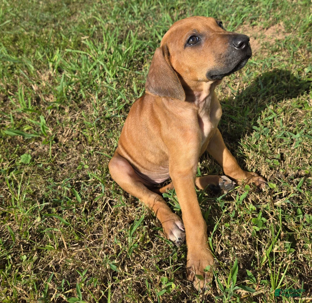 Rhodesian Ridgeback dogs for sale: Pink Girl - Ad 2